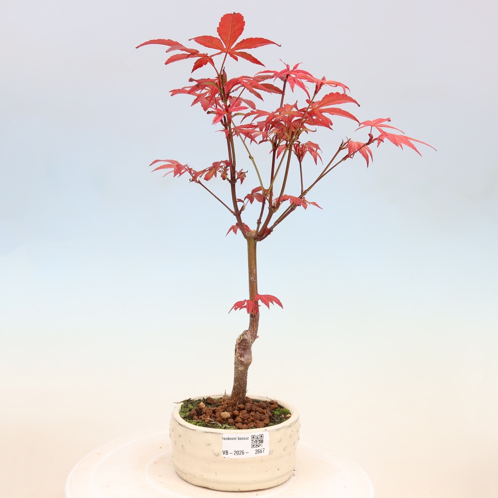 Venkovní bonsai - Acer palm. Atropurpureum-Javor dlanitolistý