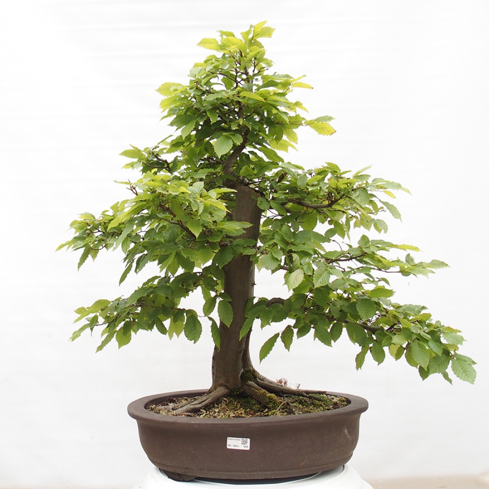 Venkovní bonsai - Habr obecný - Carpinus betulus