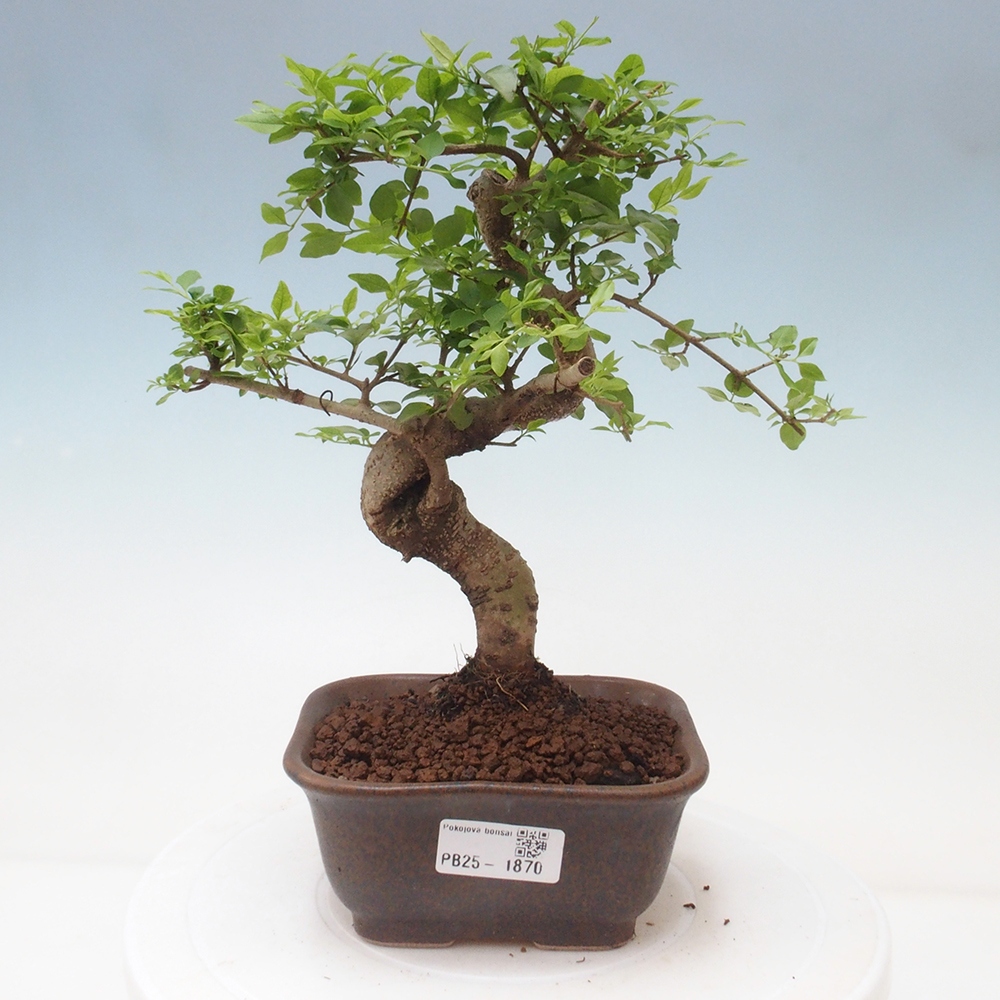 Pokojová bonsai -Ligustrum chinensis - Ptačí zob