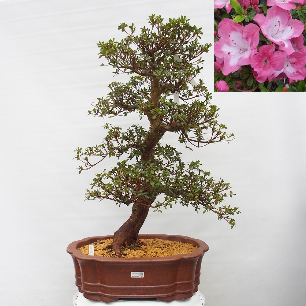 Venkovní bonsai - Japonská azalka - Azalea Shunen