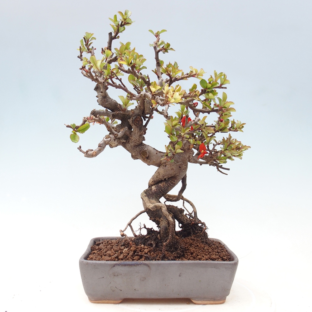 Venkovní  bonsai -  Chaneomeles speciosa - Kdoulovec ozdobný