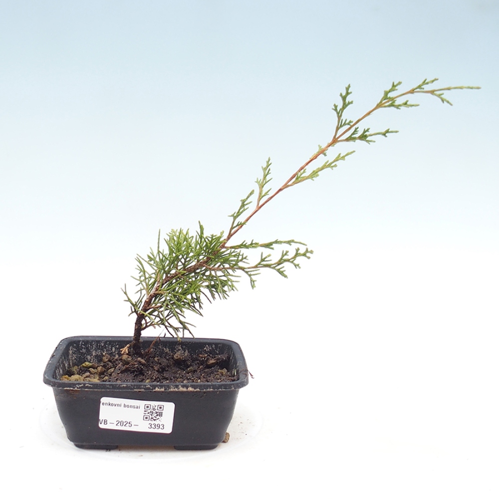 Venkovní bonsai - Juniperus chinensis Itoigawa -Jalovec čínský