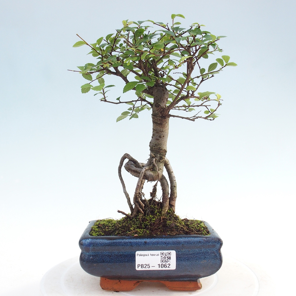 Pokojová bonsai - Ulmus parvifolia - Malolistý jilm