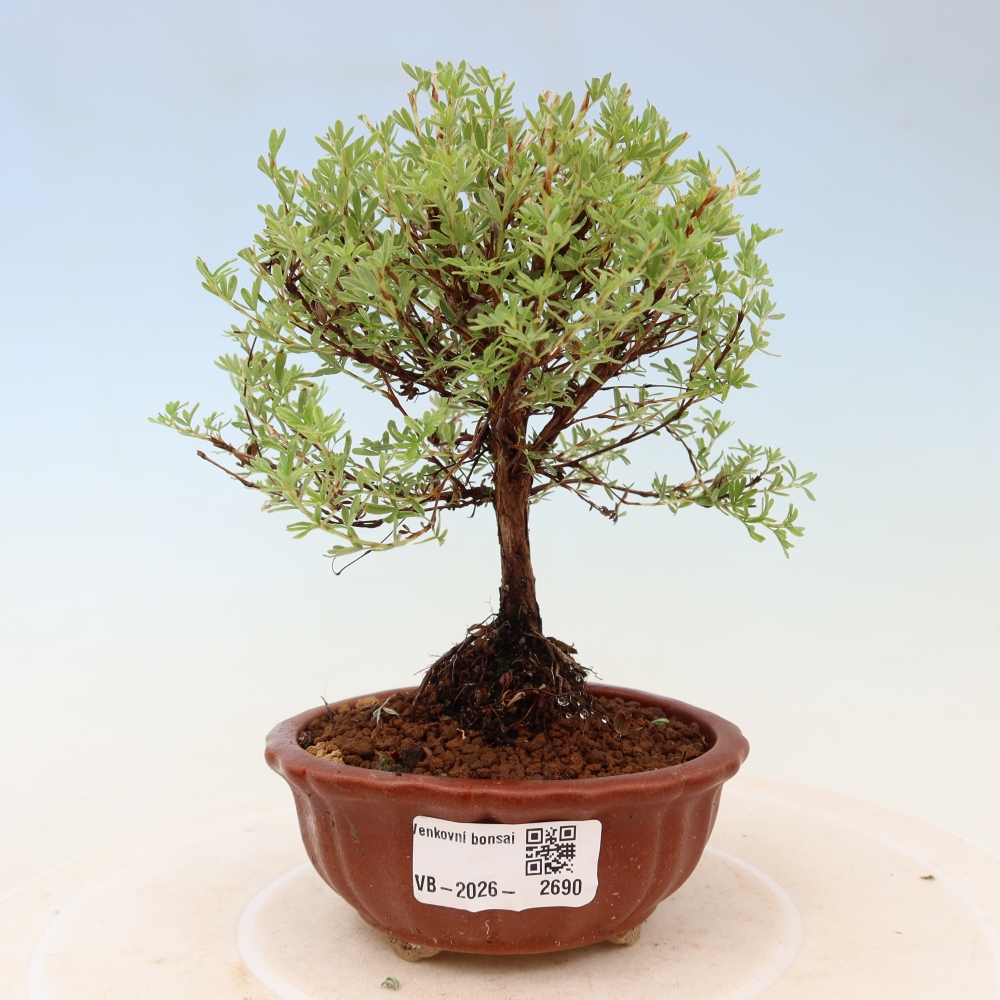 Venkovní bonsai-Mochna křovitá - potentila fruticosa Goldkissen