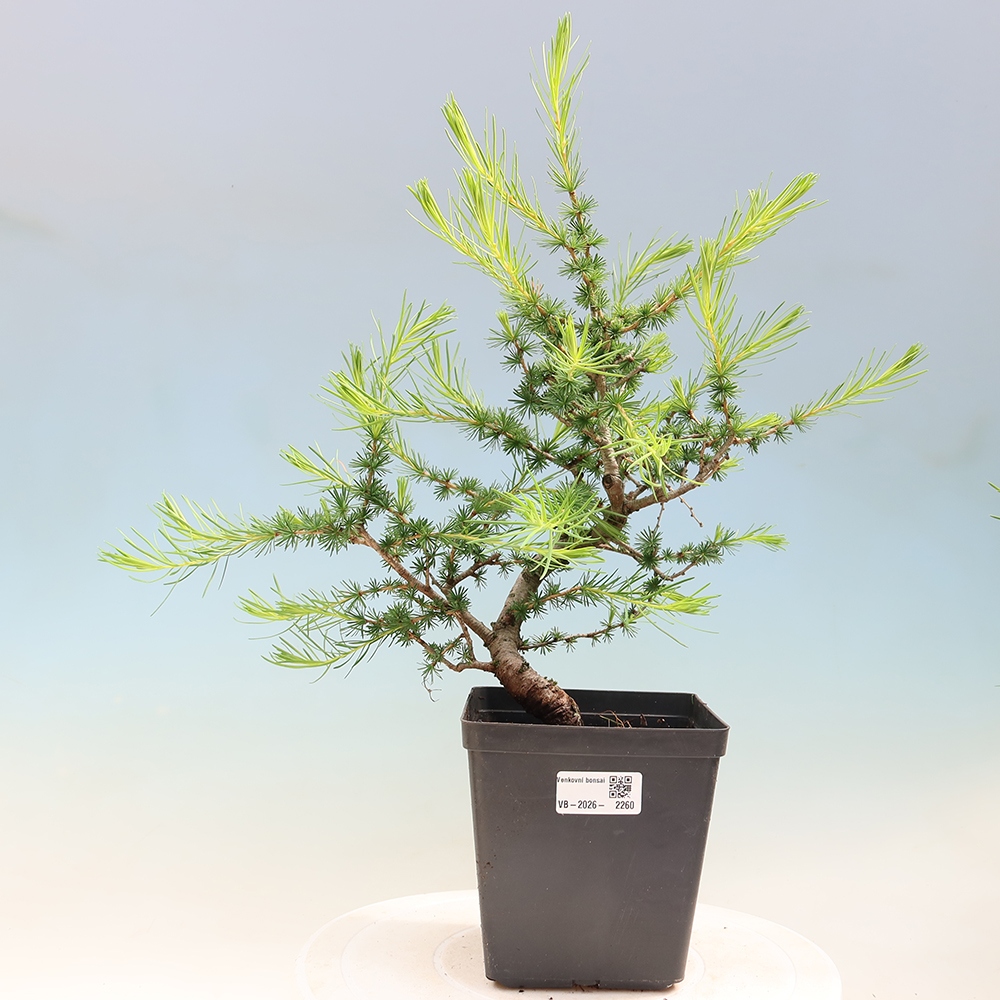 Venkovní bonsai -Larix decidua - Modřín opadavý 