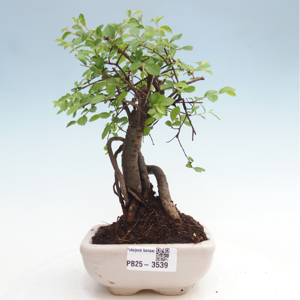 Pokojová bonsai - Ulmus parvifolia - Malolistý jilm