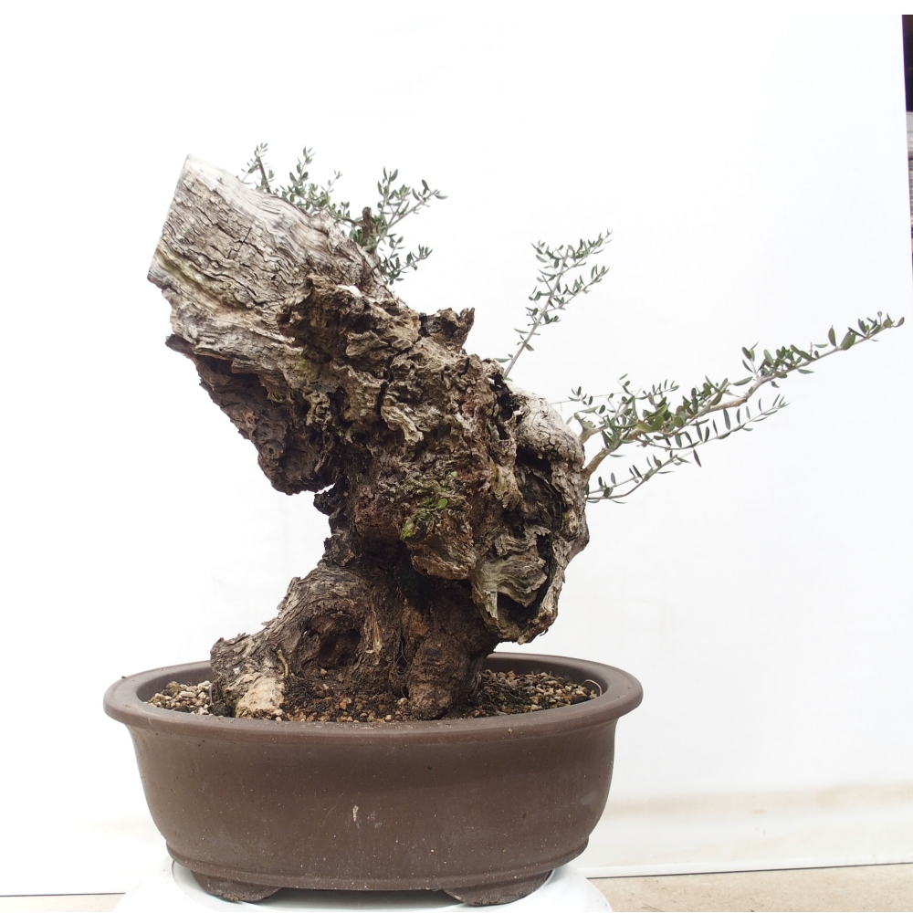 Pokojová bonsai - Olea europaea sylvestris -Oliva evropská drobnolistá
