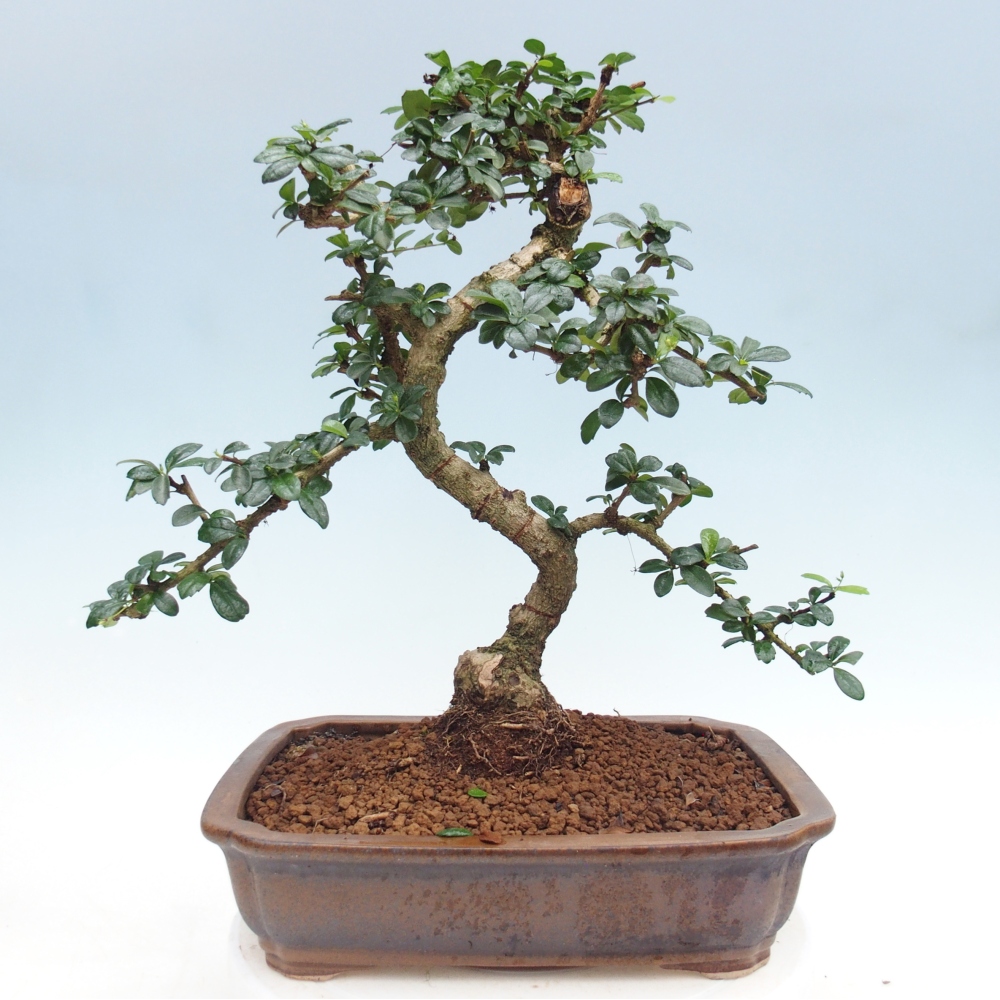 Pokojová bonsai - Carmona macrophylla - Čaj fuki