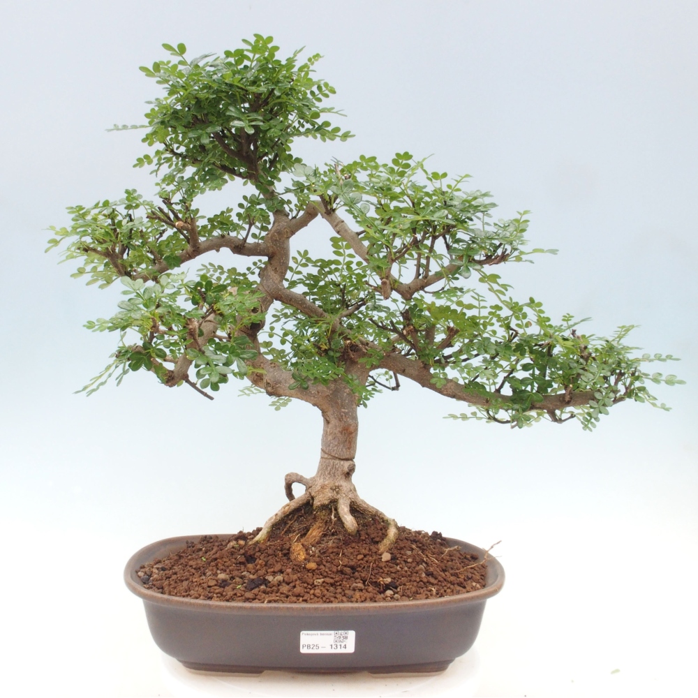 Pokojová bonsai - Zantoxylum piperitum - pepřovník