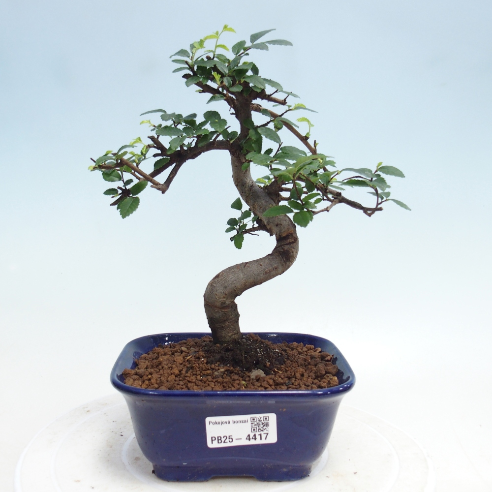 Pokojová bonsai - Ulmus parvifolia - Malolistý jilm