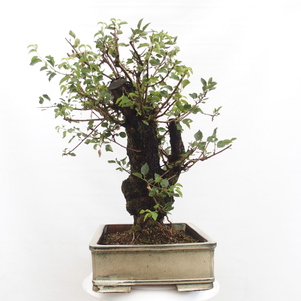 Venkovní bonsai - Mahalebka - Prunus mahaleb