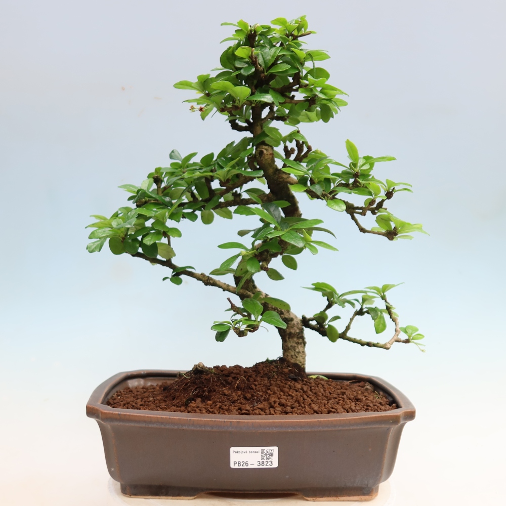 Pokojová bonsai - Carmona macrophylla - Čaj fuki