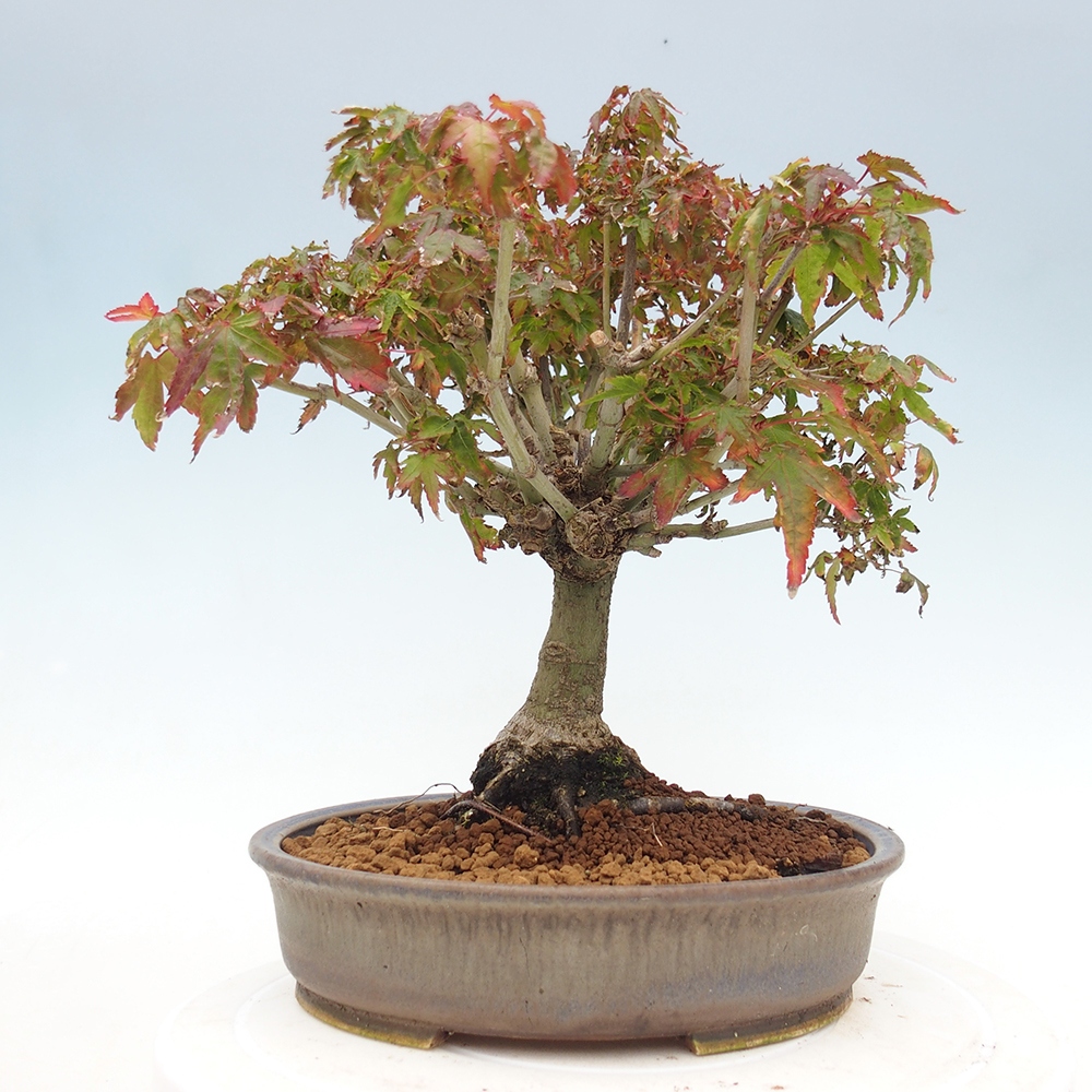 Acer palmatum KIOHIME - Javor dlanitolistý