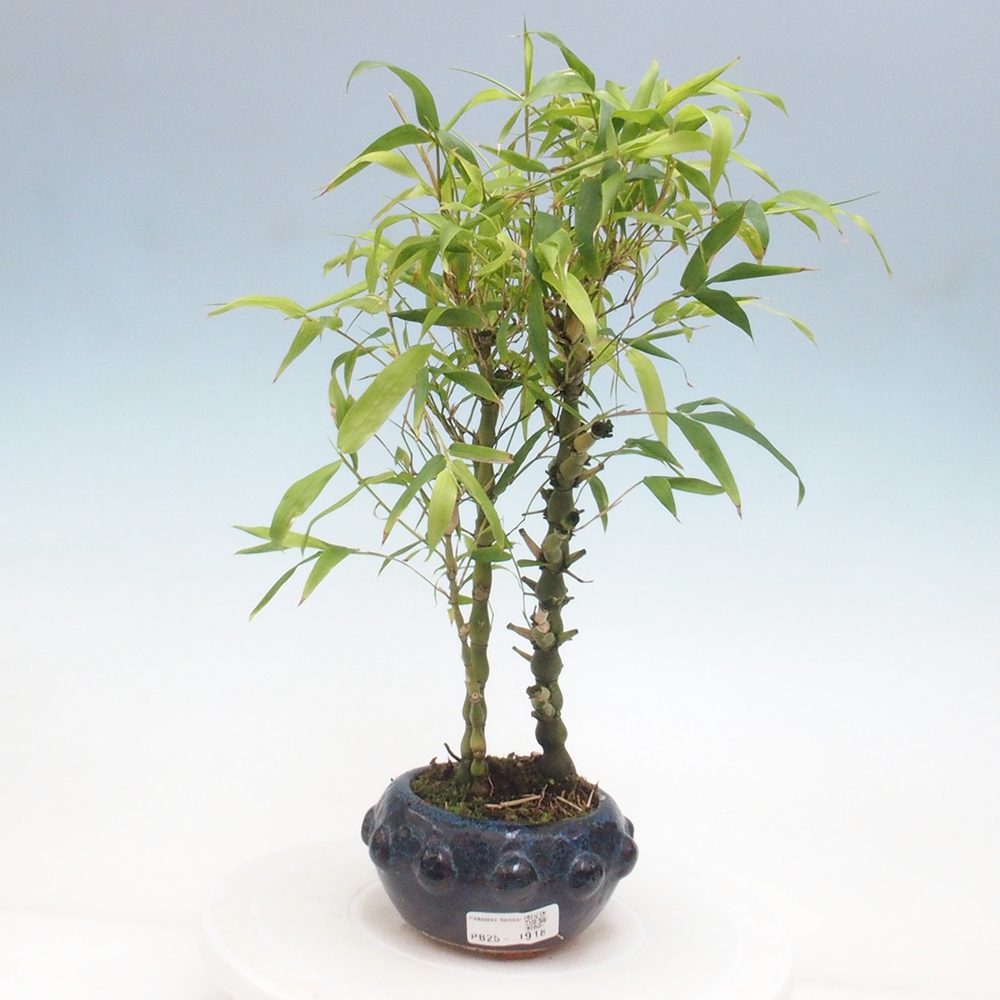 Pokojová bonsai - Bambus budha-Bambus budhovo břicho