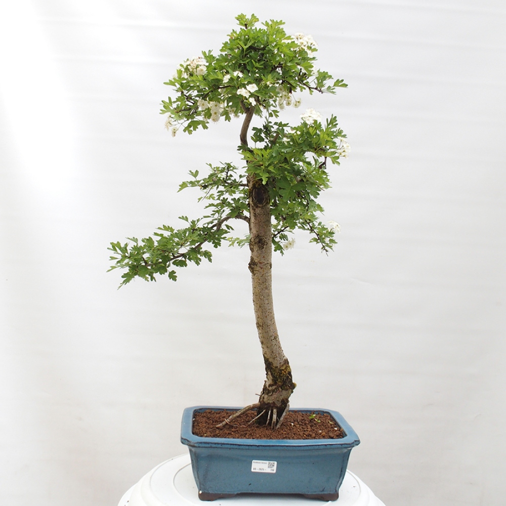 Venkovní bonsai - Hloh - Crataegus monogyna