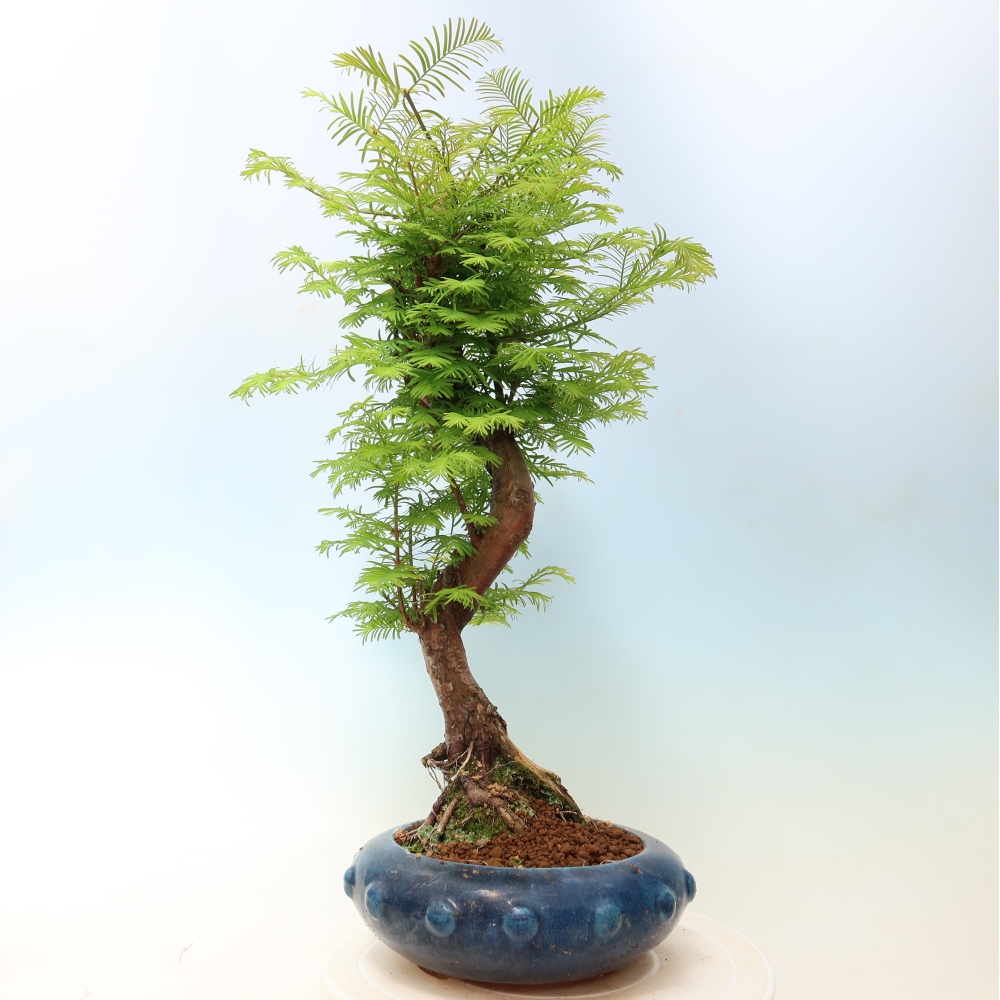 Venkovní bonsai - Metasequoia glyptostroboides - Metasekvoje čínská