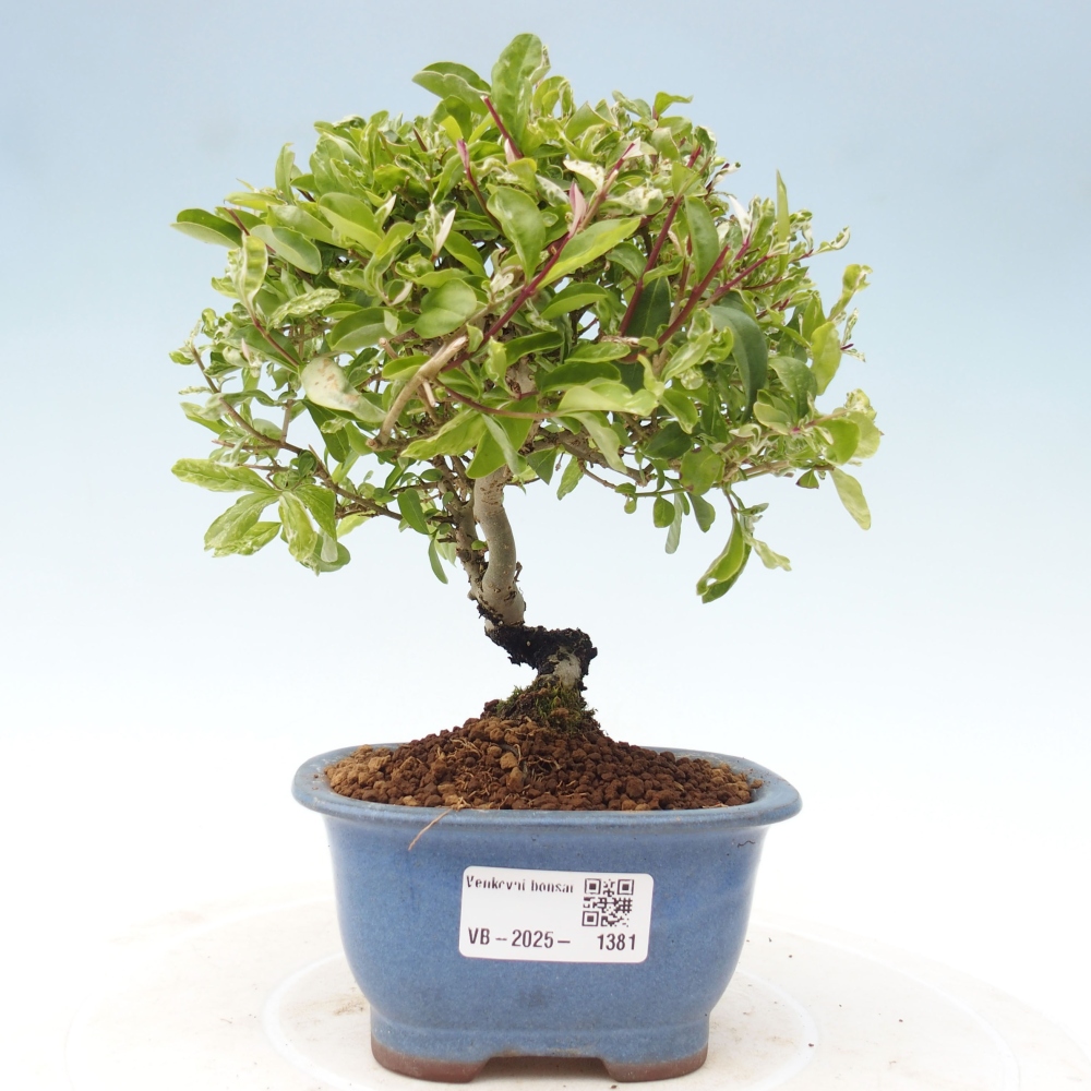 Venkovní bonsai - Ligustrum obtusifolium - Ptačí zob tupolistý