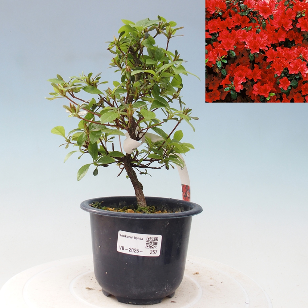 Venkovní bonsai - Japonská azalka - Azalea Benibeni