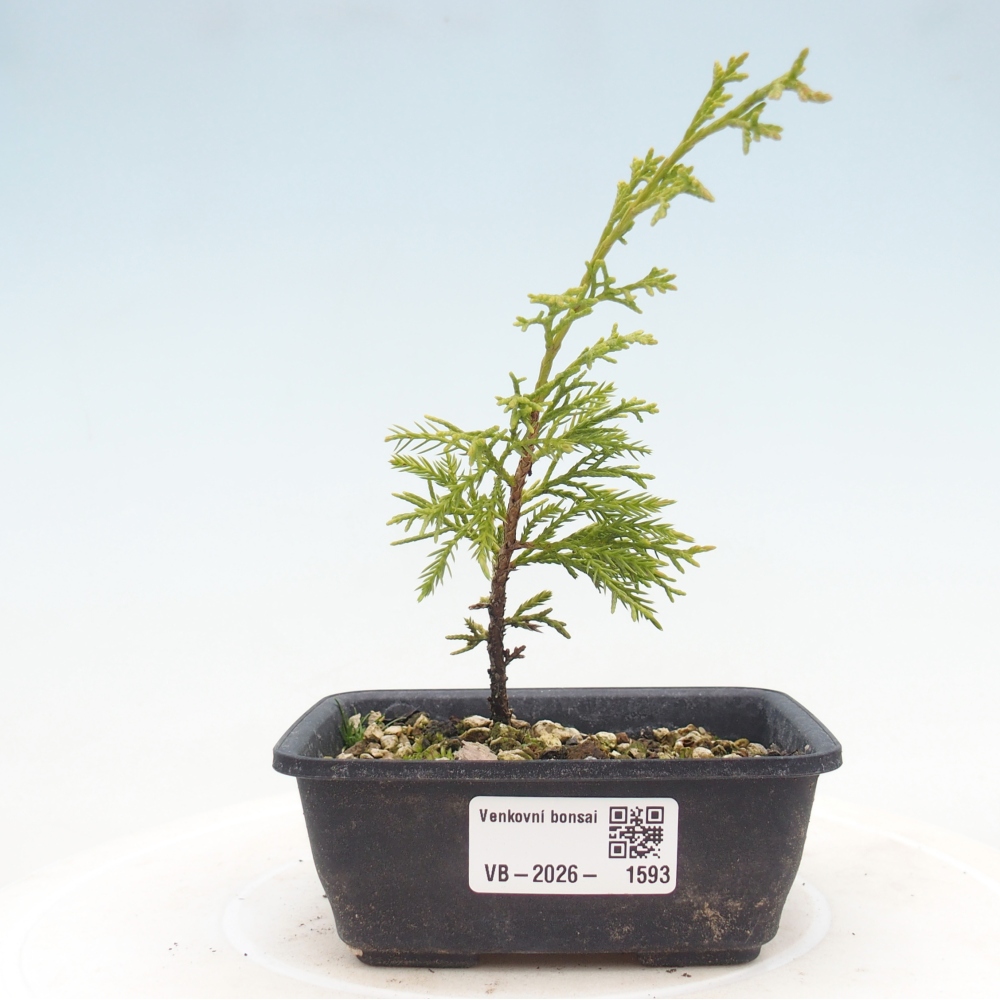 Venkovní bonsai - Juniperus chinensis Itoigawa -Jalovec čínský