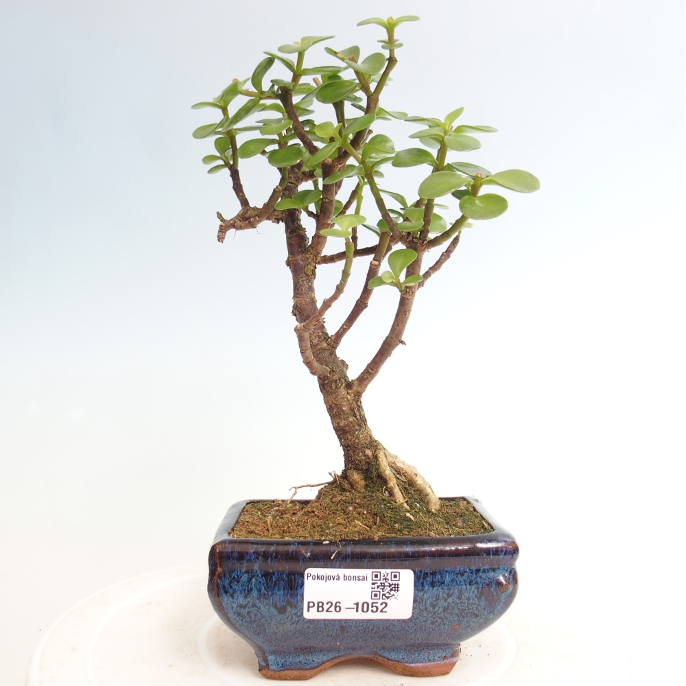 Pokojová bonsai - Portulakaria Afra - Tlustice