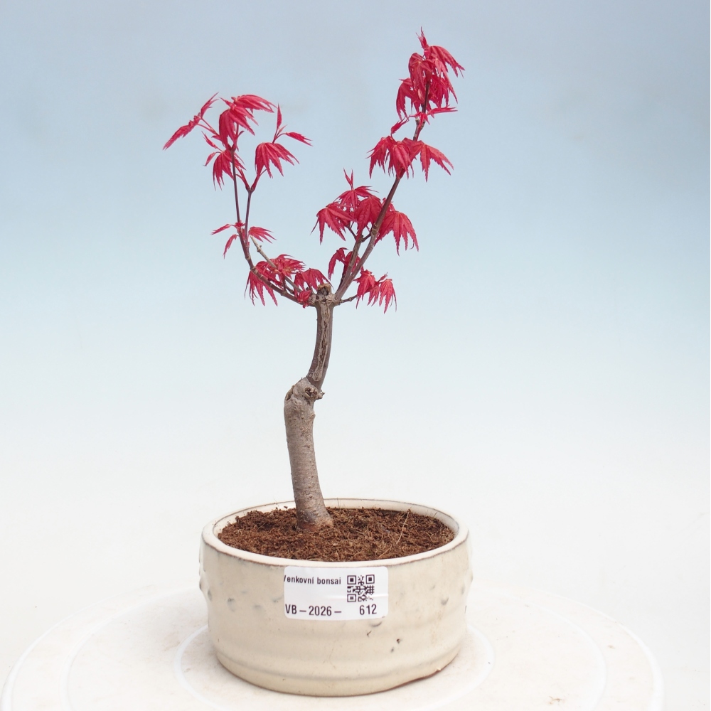 Venkovní bonsai - Javor dlanitolistý - Acer palmatum DESHOJO