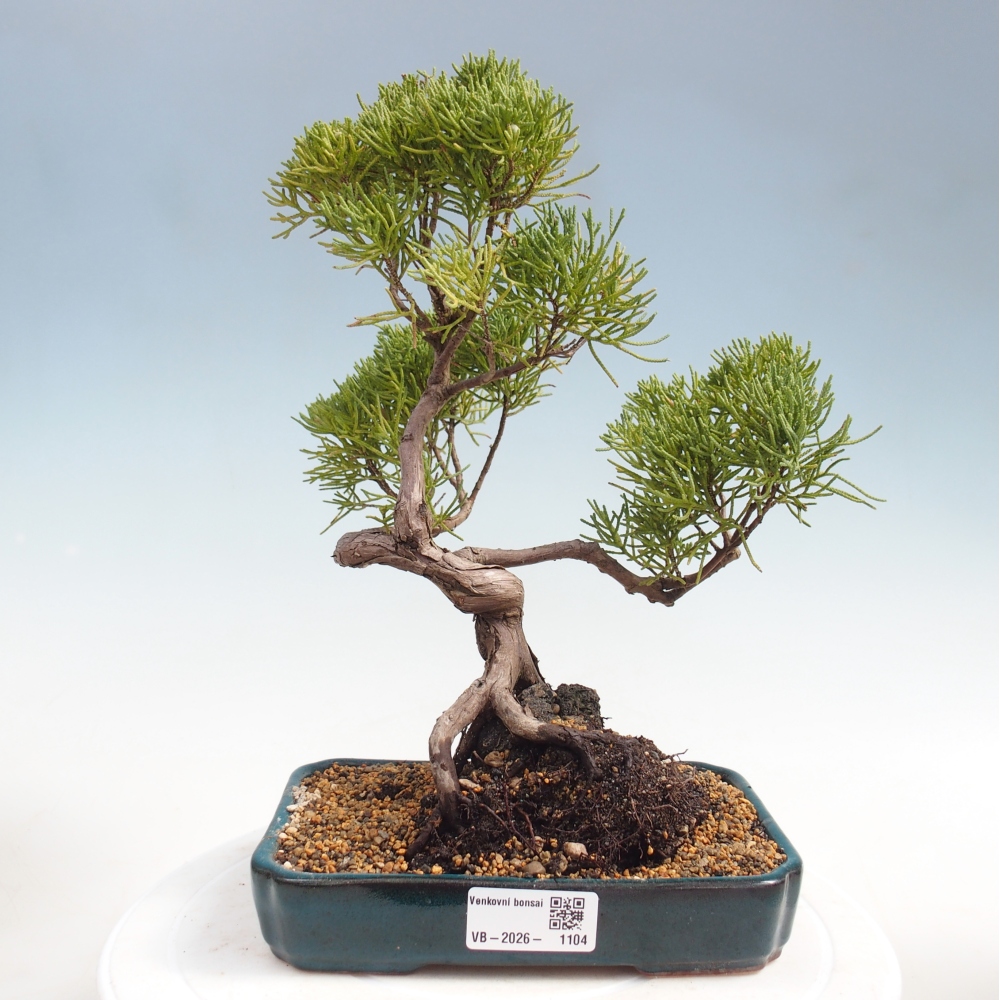 Venkovní bonsai - Juniperus chinensis Kishu -Jalovec čínský