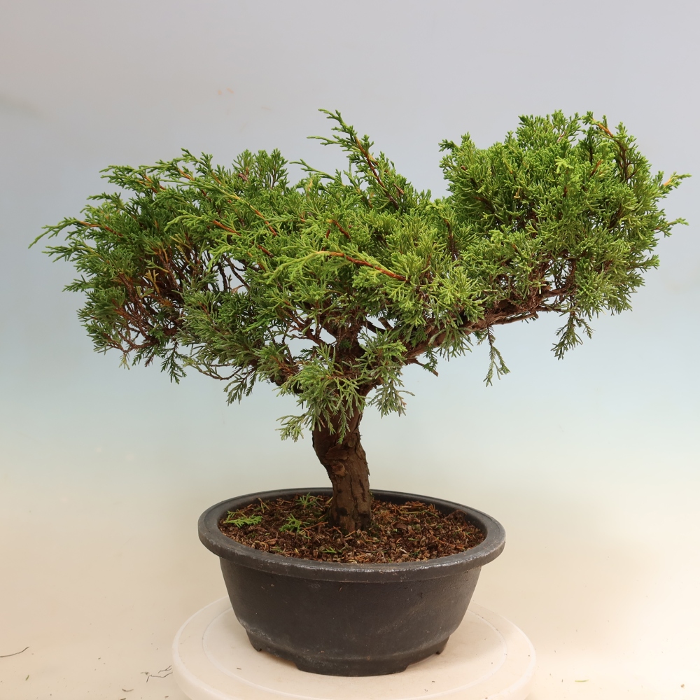 Venkovní bonsai - Juniperus chinensis Itoigawa-Jalovec čínský