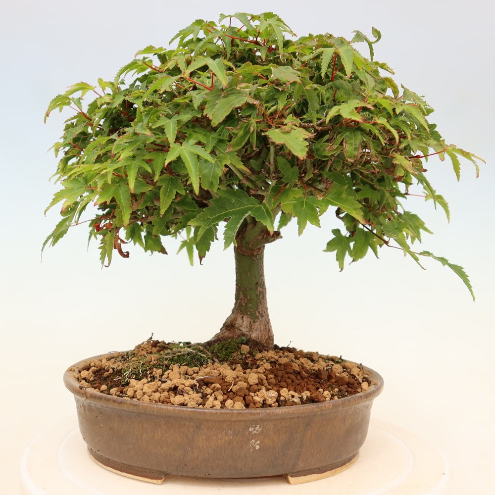 Acer palmatum KIOHIME - Javor dlanitolistý