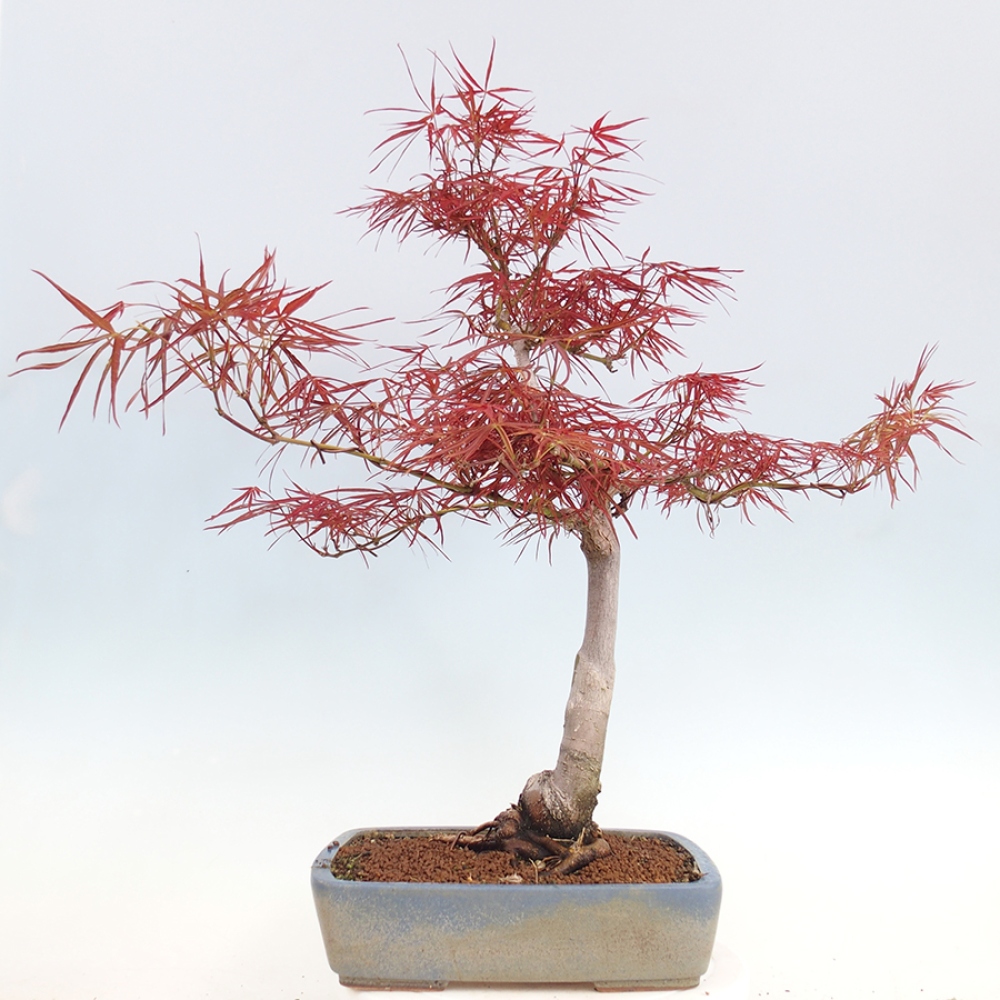 Venkovní bonsai - Javor dlanitolistý - Acer palmatum RED PYGMY