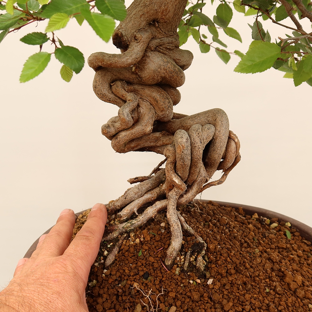 Venkovní bonsai -Carpinus Coreana - Habr korejský
