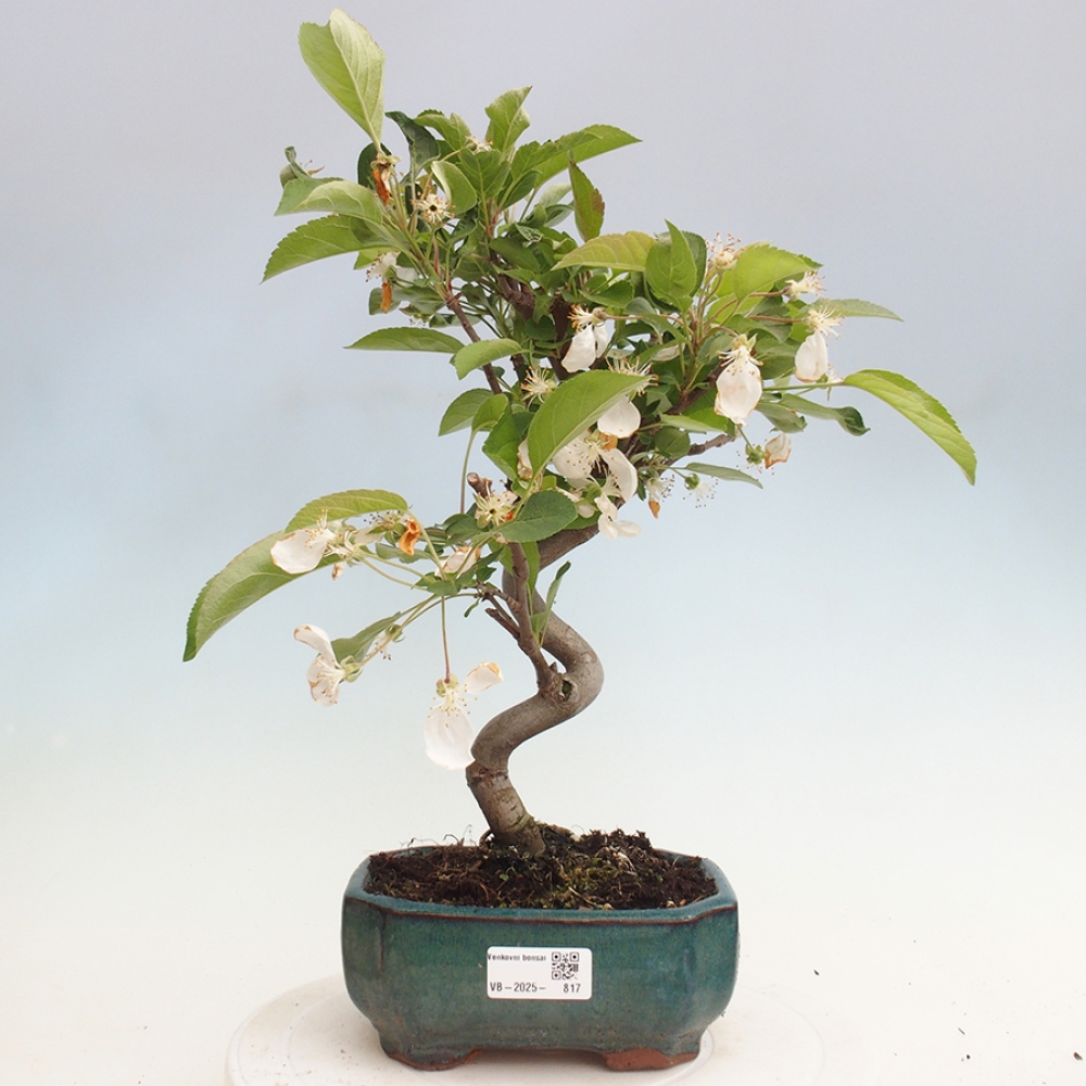 Venkovní bonsai -Malus halliana - Maloplodá jabloň