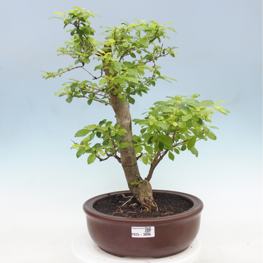 Pokojová bonsai - Duranta erecta Aurea