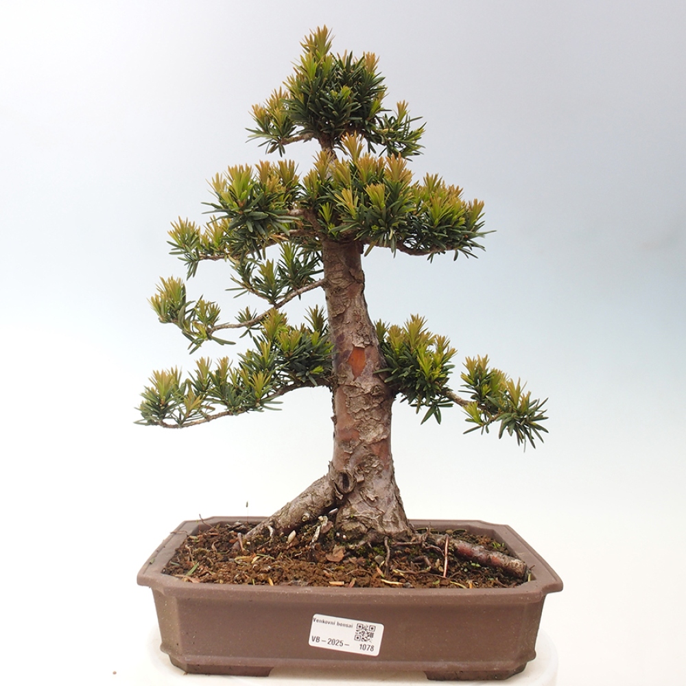 Venkovní bonsai - Taxus cuspidata  - Tis japonský