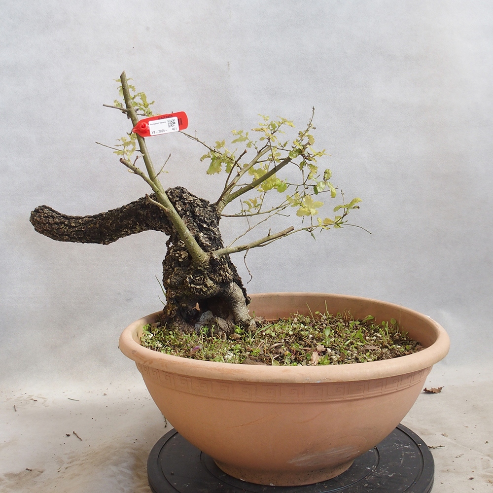 Venkovní bonsai Quercus Cerris - Dub Cer