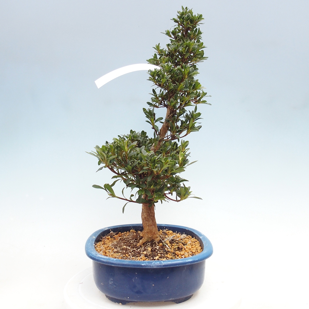 Venkovní bonsai - Japonská azalka - Azalea Tateyama-no-Yuki