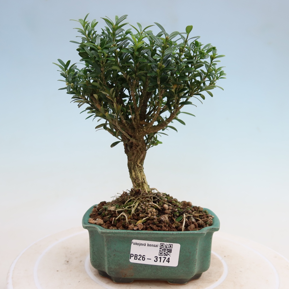 Pokojová bonsai - Buxus harlandii -korkový buxus