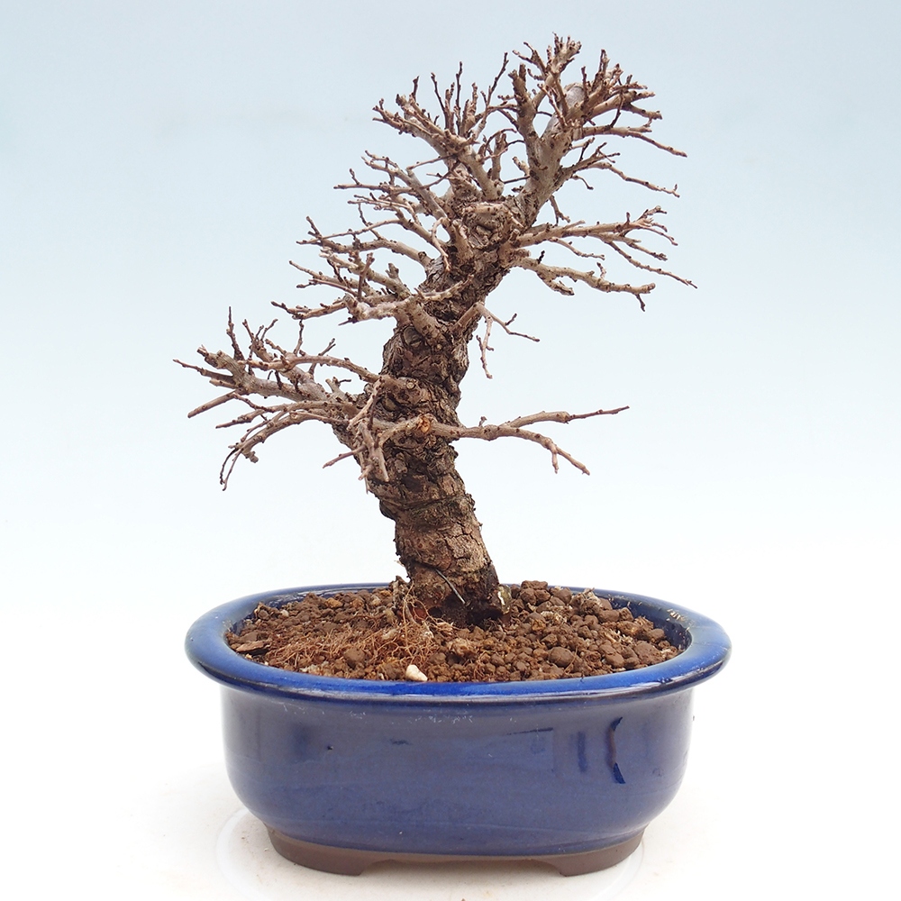 Venkovní bonsai - Zelkova - Zelkova NIRE