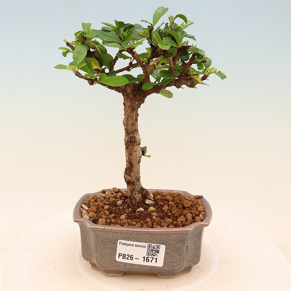 Pokojová bonsai - Carmona macrophylla - Čaj fuki