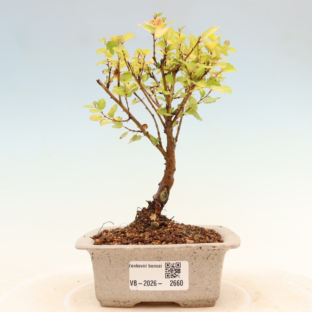 Venkovní bonsai - bříza trpasličí - Betula NANA Golden Treasure
