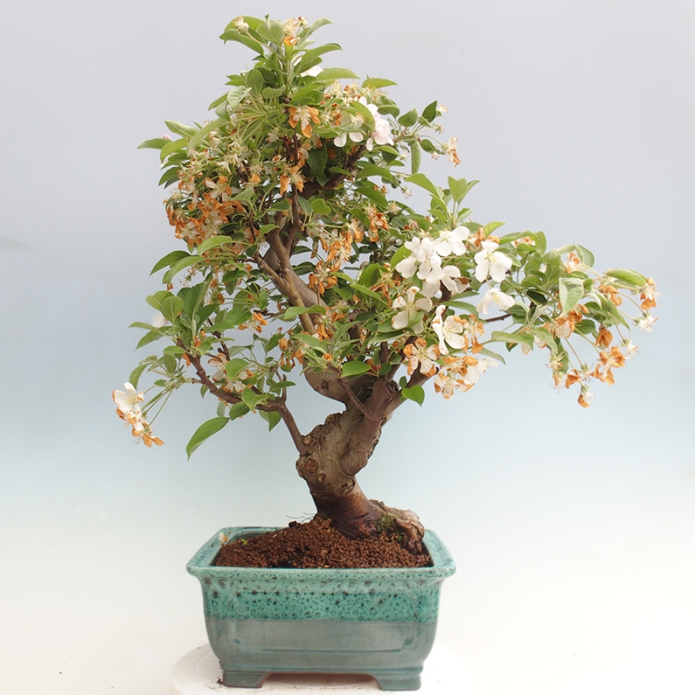 Venkovní bonsai -Malus halliana - Maloplodá jabloň