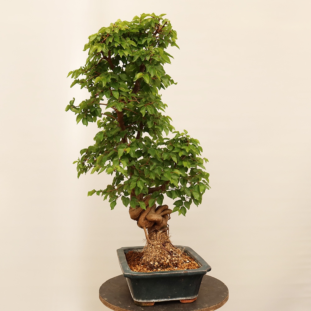 Venkovní bonsai -Carpinus Coreana - Habr korejský