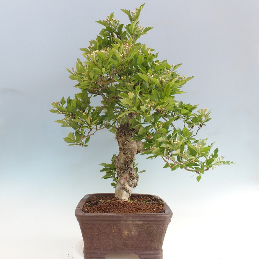 Venkovní bonsai - Hloh klínovitý - Crataegus cuneata
