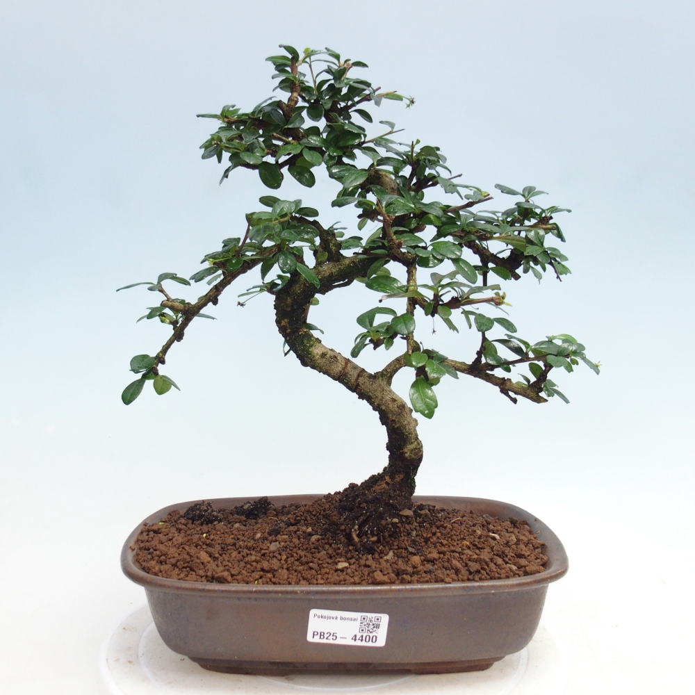 Pokojová bonsai - Carmona macrophylla - Čaj fuki