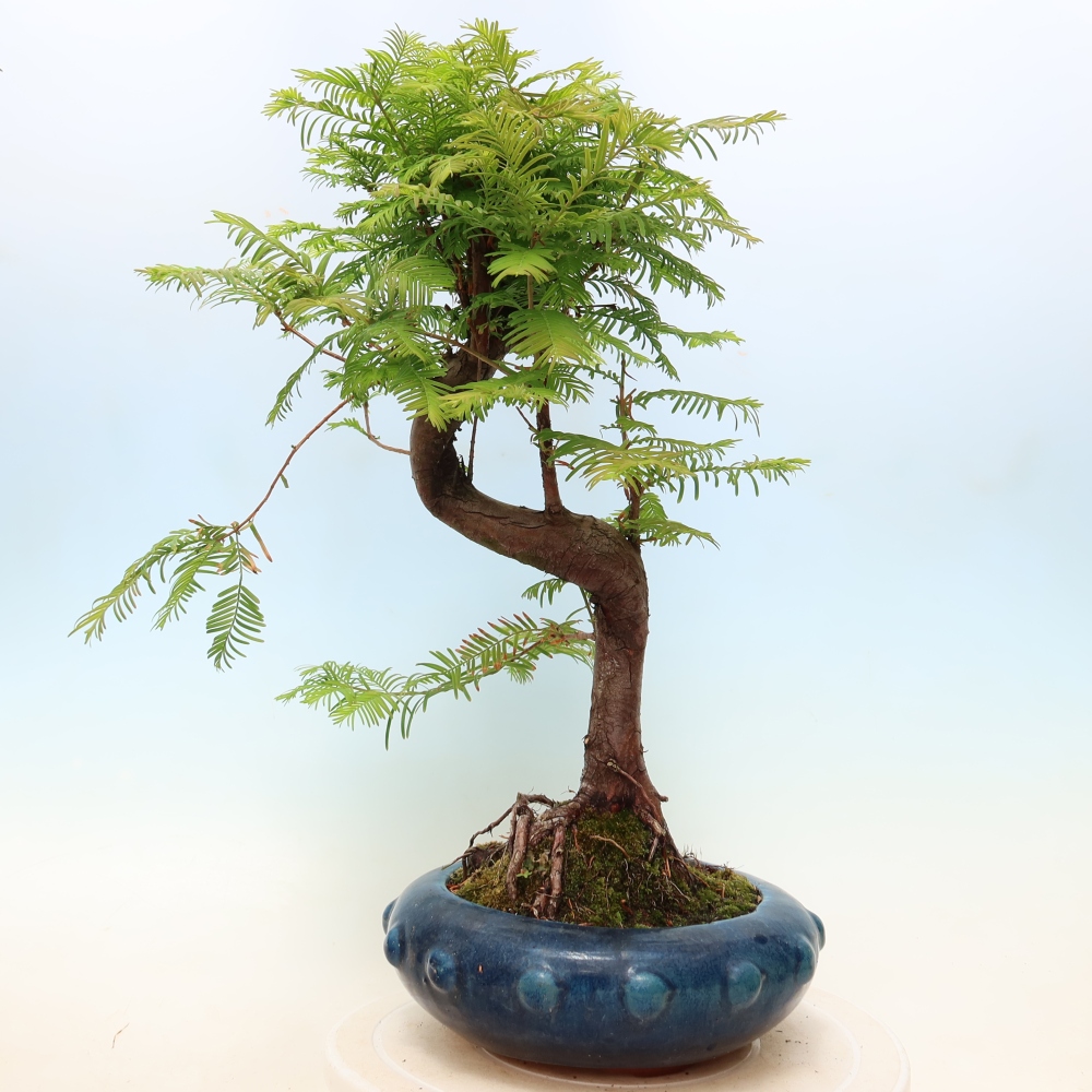 Venkovní bonsai - Metasequoia glyptostroboides - Metasekvoje čínská
