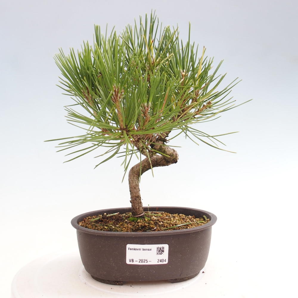 Venkovní bonsai - Pinus thunbergii - Borovice thunbergova