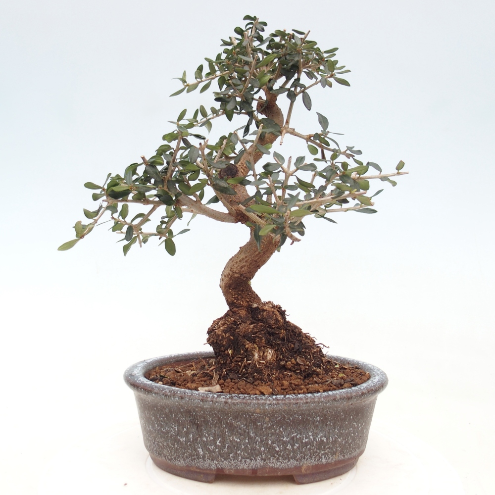 Pokojová bonsai - Olea europaea sylvestris -Oliva evropská drobnolistá