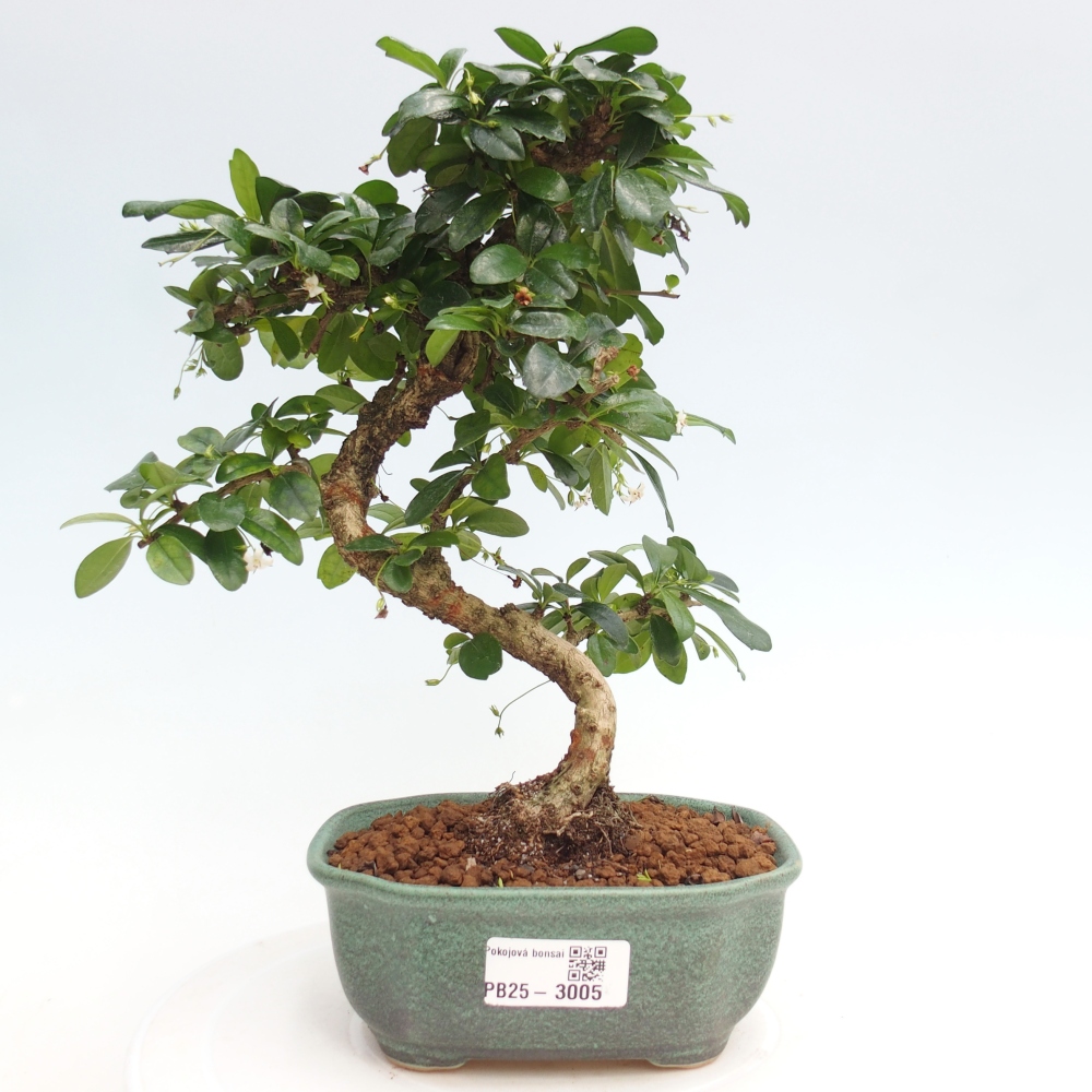 Pokojová bonsai - Carmona macrophylla - Čaj fuki