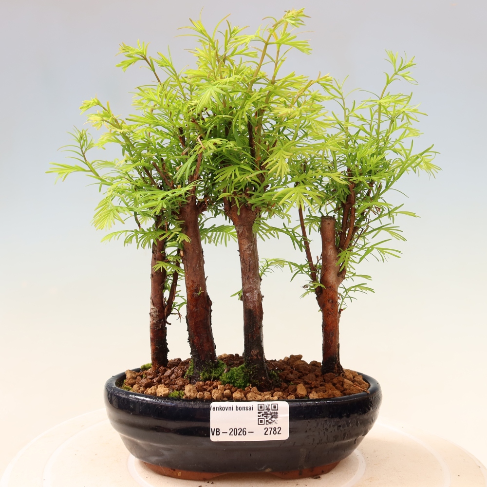 Venkovní bonsai - Metasequoia glyptostroboides - Metasekvoje čínská - lesík