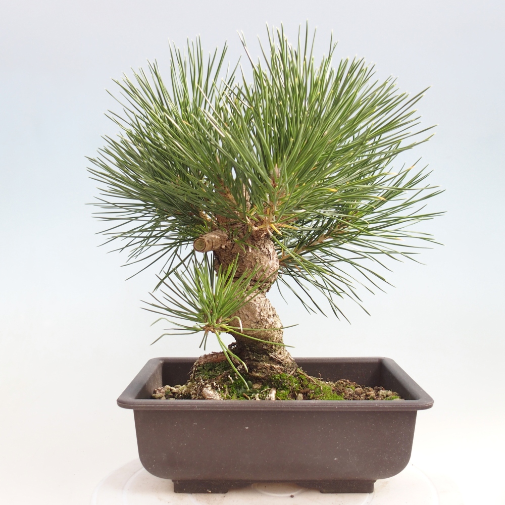 Venkovní bonsai - Pinus thunbergii - Borovice thunbergova
