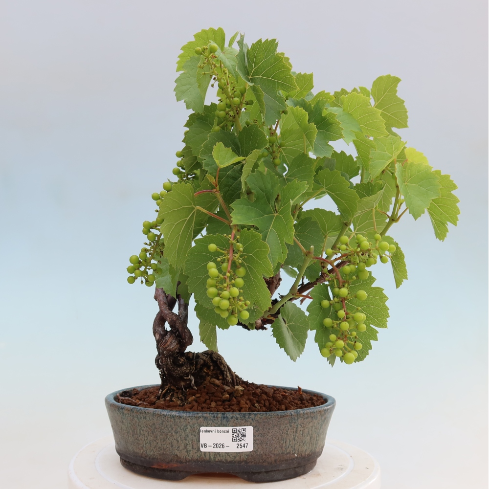 Venkovní bonsai - Réva vinná - Vitis vinifera 